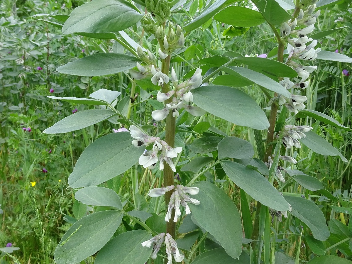 Vicia faba (Fabaceae)